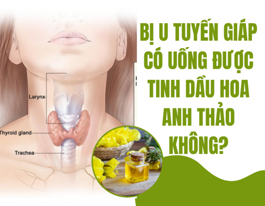 Bị u tuyến giáp có uống được tinh dầu hoa anh thảo không?