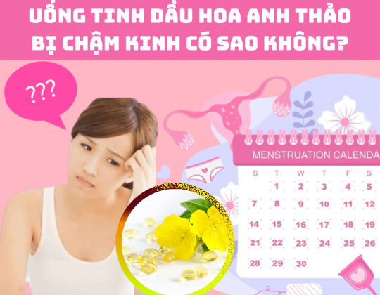 Uống tinh dầu hoa anh thảo có bị chậm kinh không?