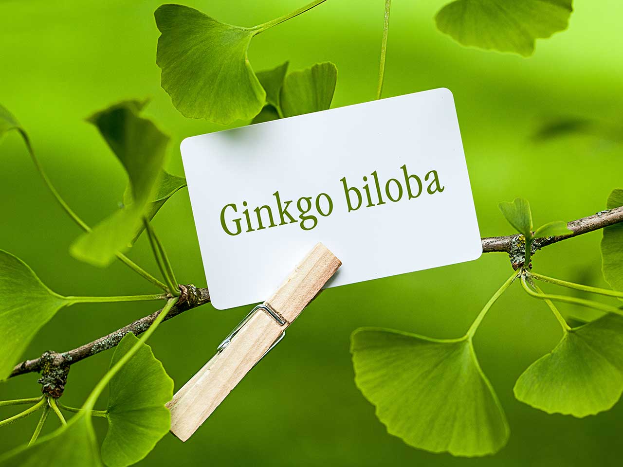 Nature's way ginko biloba 2000mg giảm thiểu năng tuần hoàn