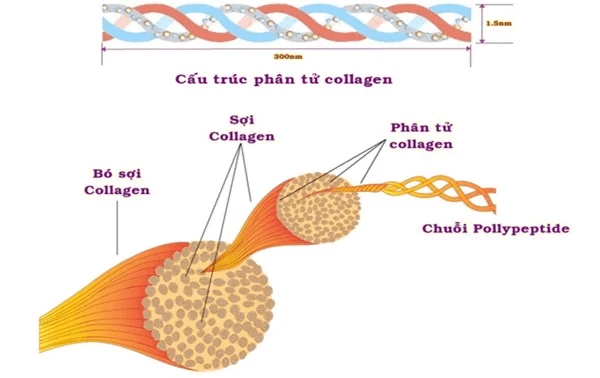 Vai trò của collagen với làn da