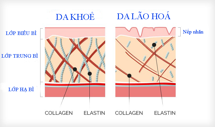 Collagen là thành phần chính của da