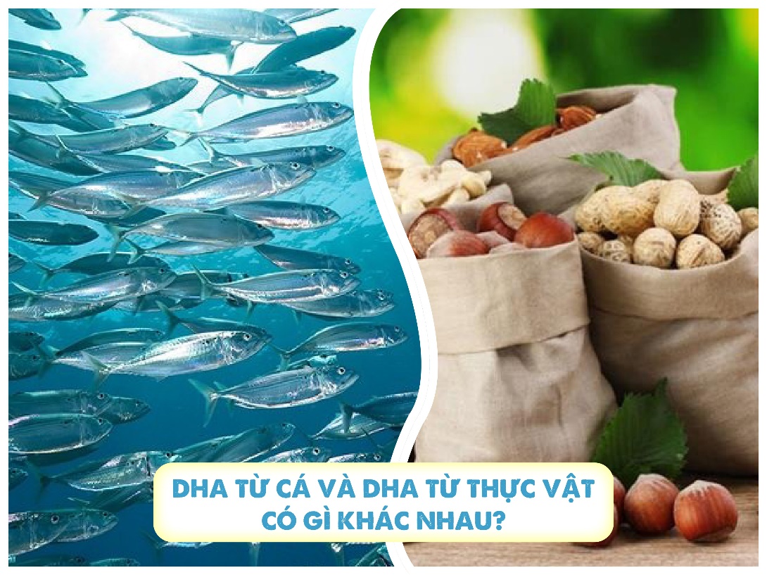 Cùng là DHA nhưng DHA có nguồn gốc từ cá và từ thực vật lại có nhiều điểm khác biệt