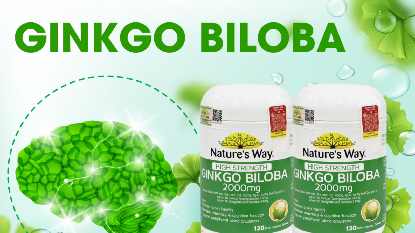 Ginkgo Biloba được sử dụng như thế nào