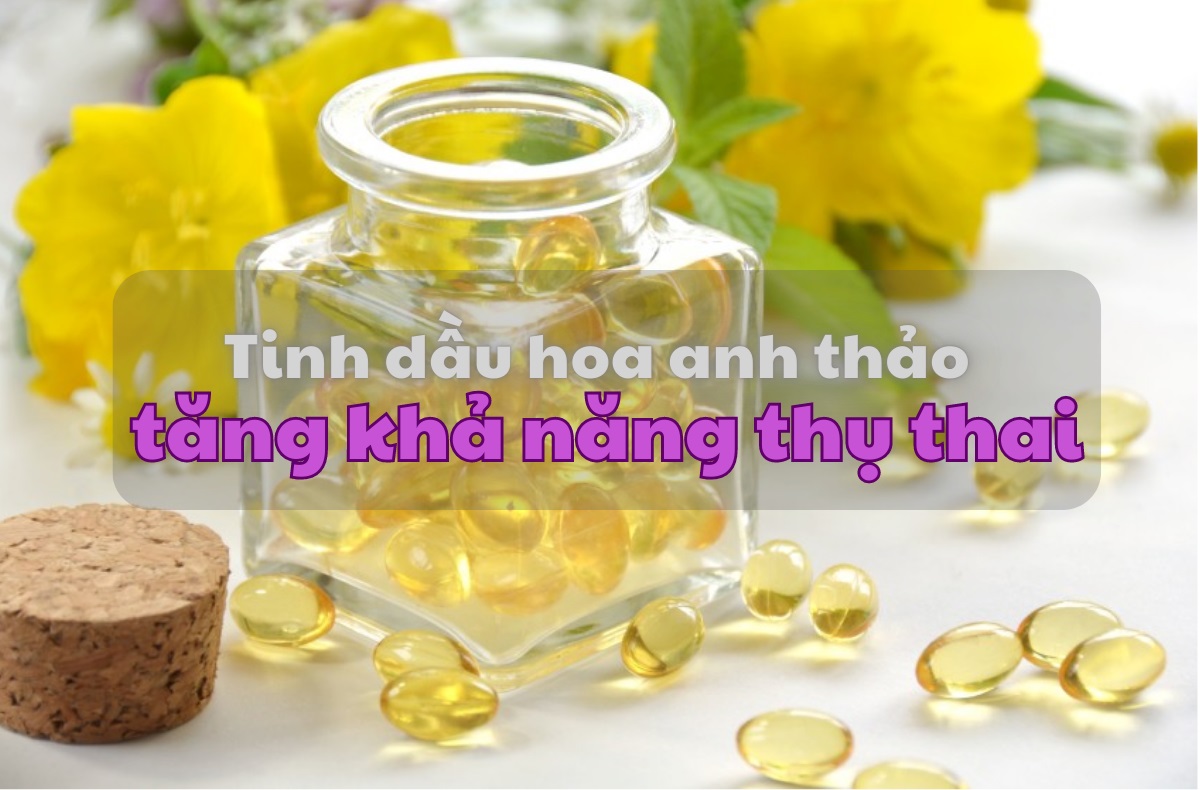 Uống tinh dầu hoa anh thảo tăng khả năng thụ thai